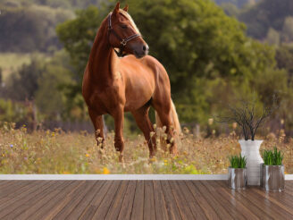 Welsh pony running and standing in high grass, long mane, brown horse galloping, brown horse standing in high grass in sunset light, yellow and green background