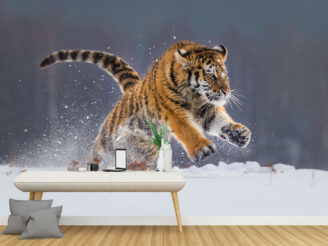 Siberian Tiger running in snow. Beautiful, dynamic and powerful photo of this majestic animal. Set in environment typical for this amazing animal. Birches and meadows.